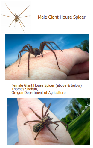 giant house spider vs hobo